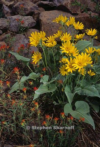 balsamorhiza saggitata 1 graphic